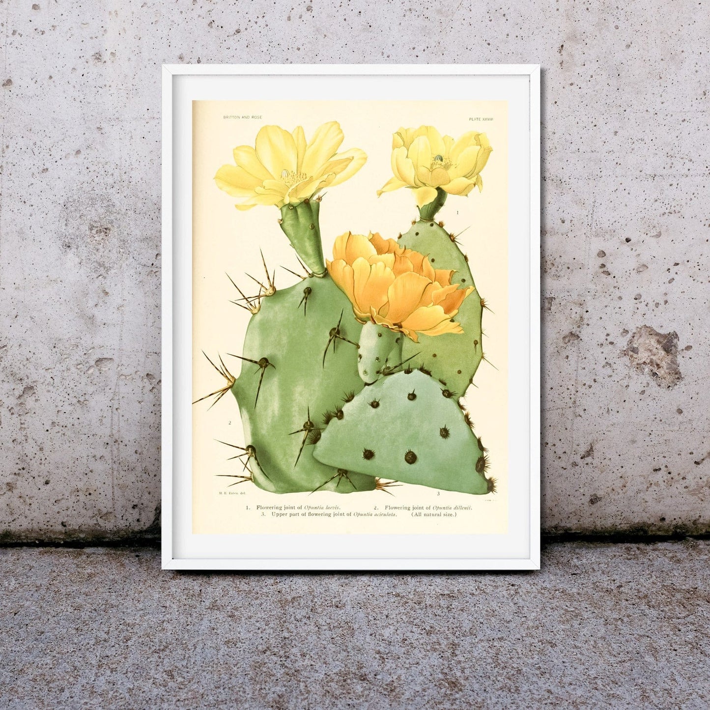 Antique Cactus Print, Botanical flower cactus print 1 Botanical Prints
