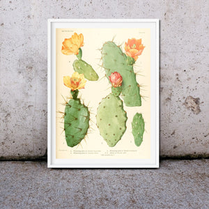 Antique cactus Print, cactus flower print 1 Botanical Prints
