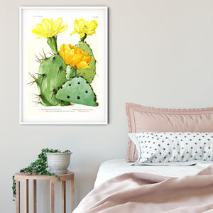 Antique Cactus Print, Botanical flower cactus print 1 Botanical Prints