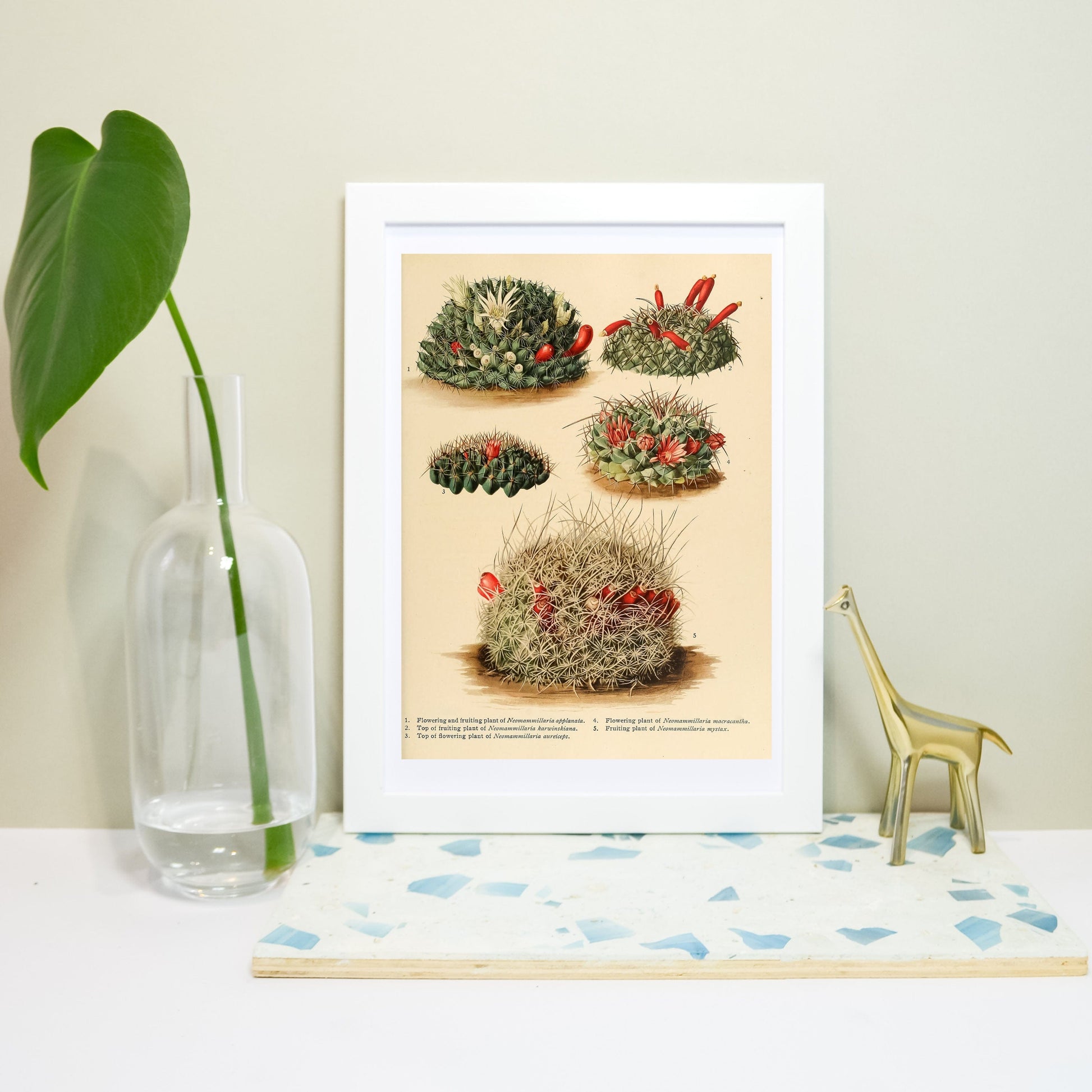 Antique cactus Print, antique cactus flower print 2 botanical print
