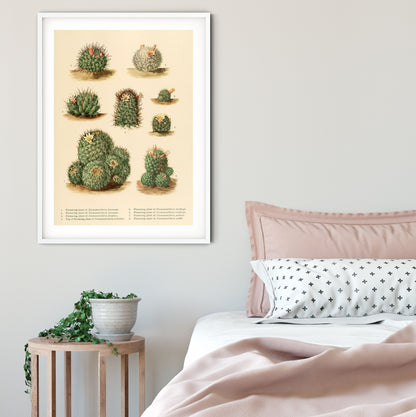 Antique Cactus Print, vintage botanical cactus flower print 3 botanical print