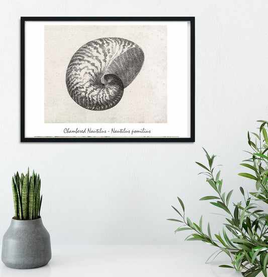 Chambered Nautilus seashell antique drawing shell print shell prints
