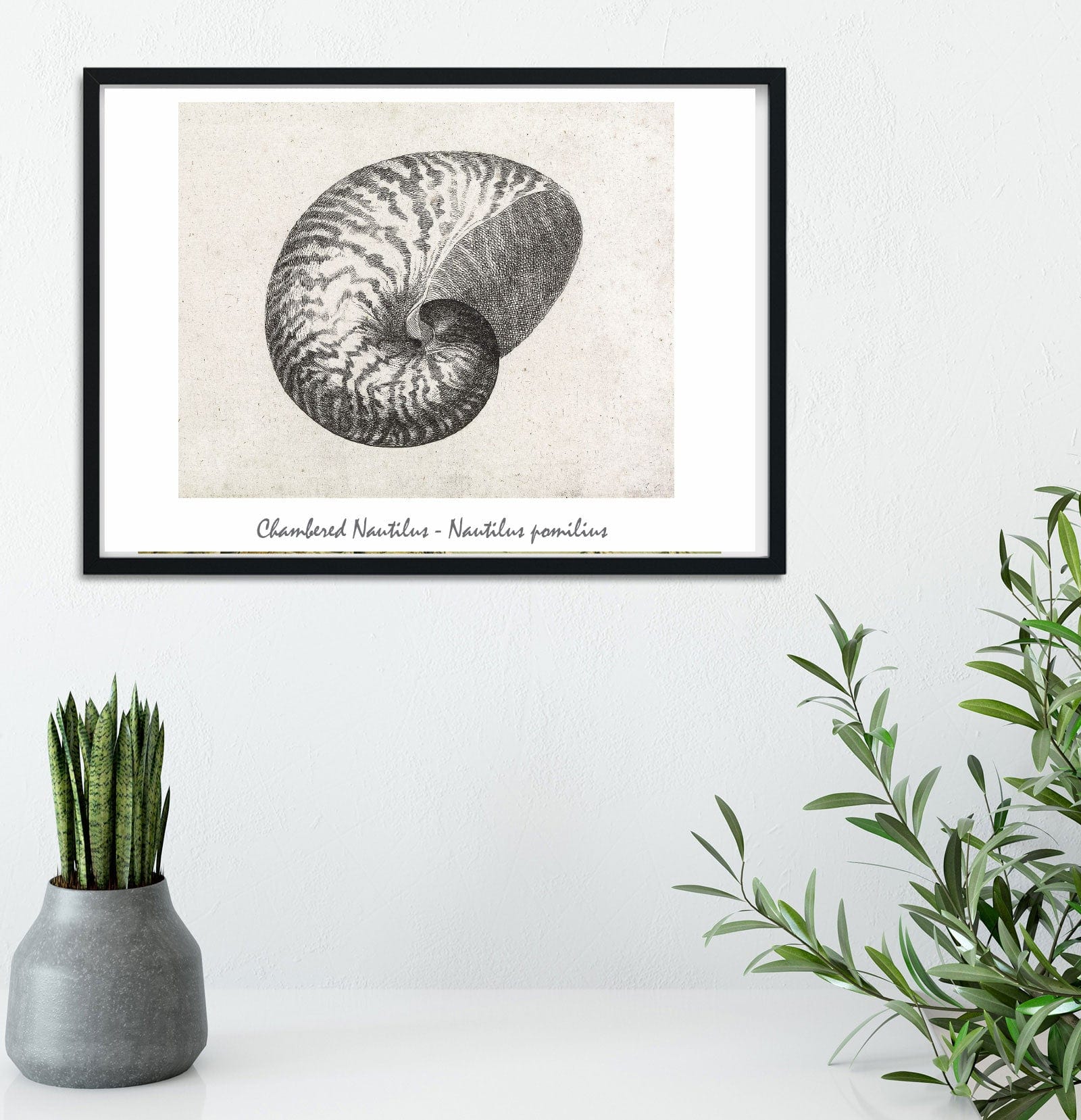 Chambered Nautilus seashell antique drawing print