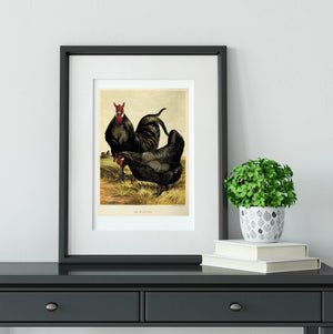 Antique chicken print, La pleche vintage bird prints Vintage Animal Prints