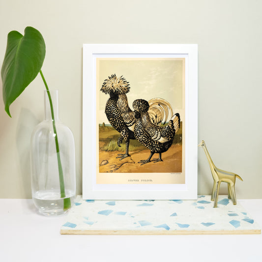 Chicken print, Silver Polish vintage bird prints Vintage Animal Prints