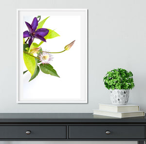 Clematis Flower minimalist photography Print Photography Prints
