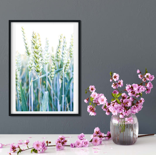 Corn field green wheat minimalist macro photography print Photography Prints