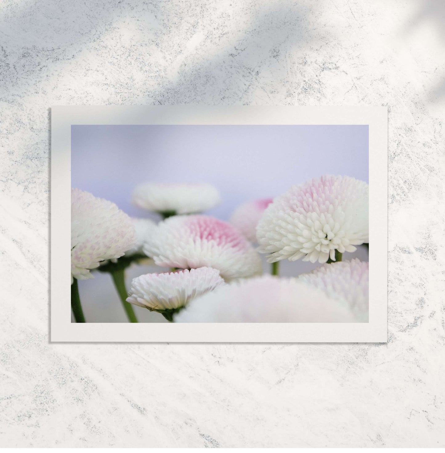 Daisy photography print, wildflower art minimal flower print Photography Prints
