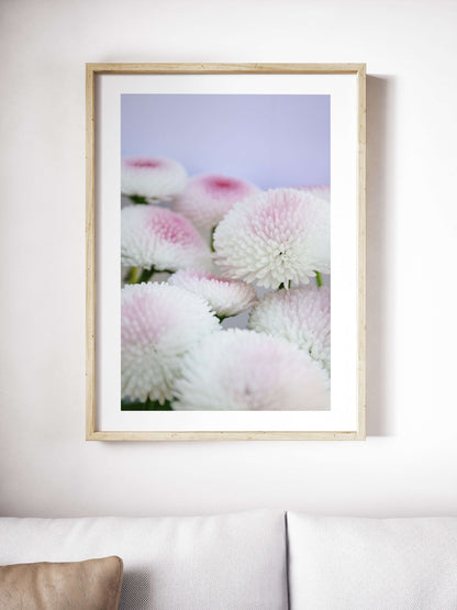 Daisy photography flower print, wildflower art botanical print Photography Prints