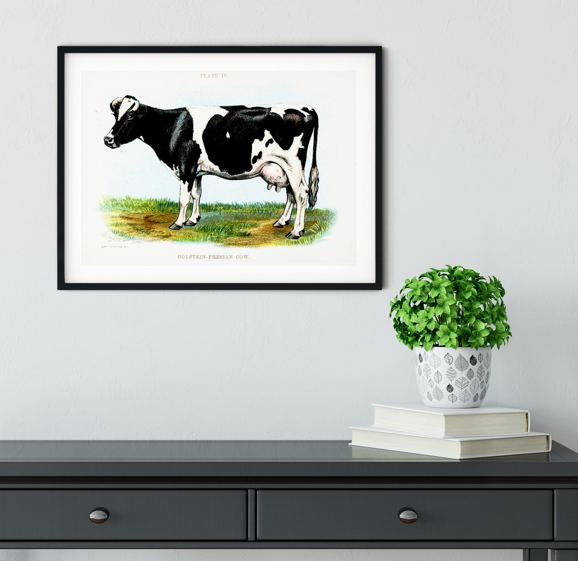 Framed Vintage cow Print, framed cattle print, Friesian cow prints Vintage Animal Prints