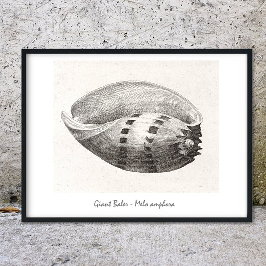 Giant Baler seashell antique drawing shell print bathroom