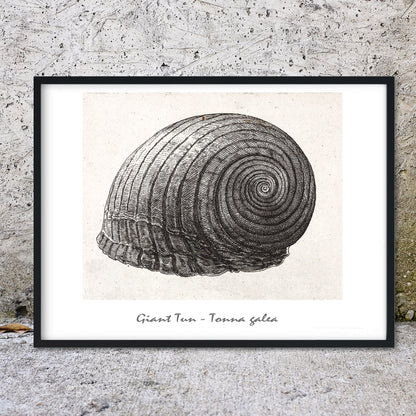 Giant Tun seashell antique drawing print shell prints