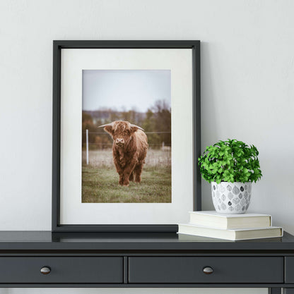 Highland Cow Print, Highland cattle print, Highland cow print 2 Photography Prints