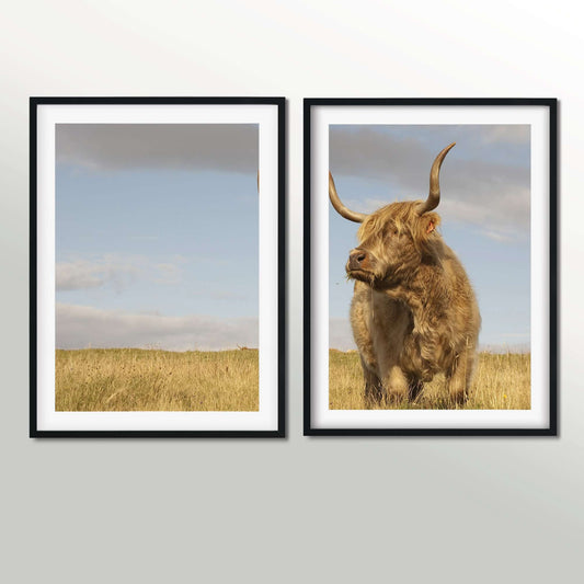 Highland cow prints diptych, set of 2 framed highland cattle prints, highland cow art Photography Prints