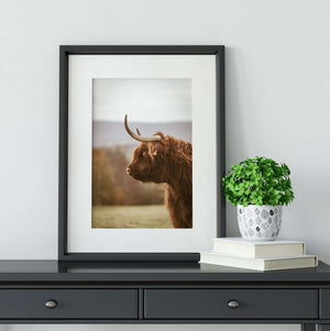 Highland Cow Photography framed print 3