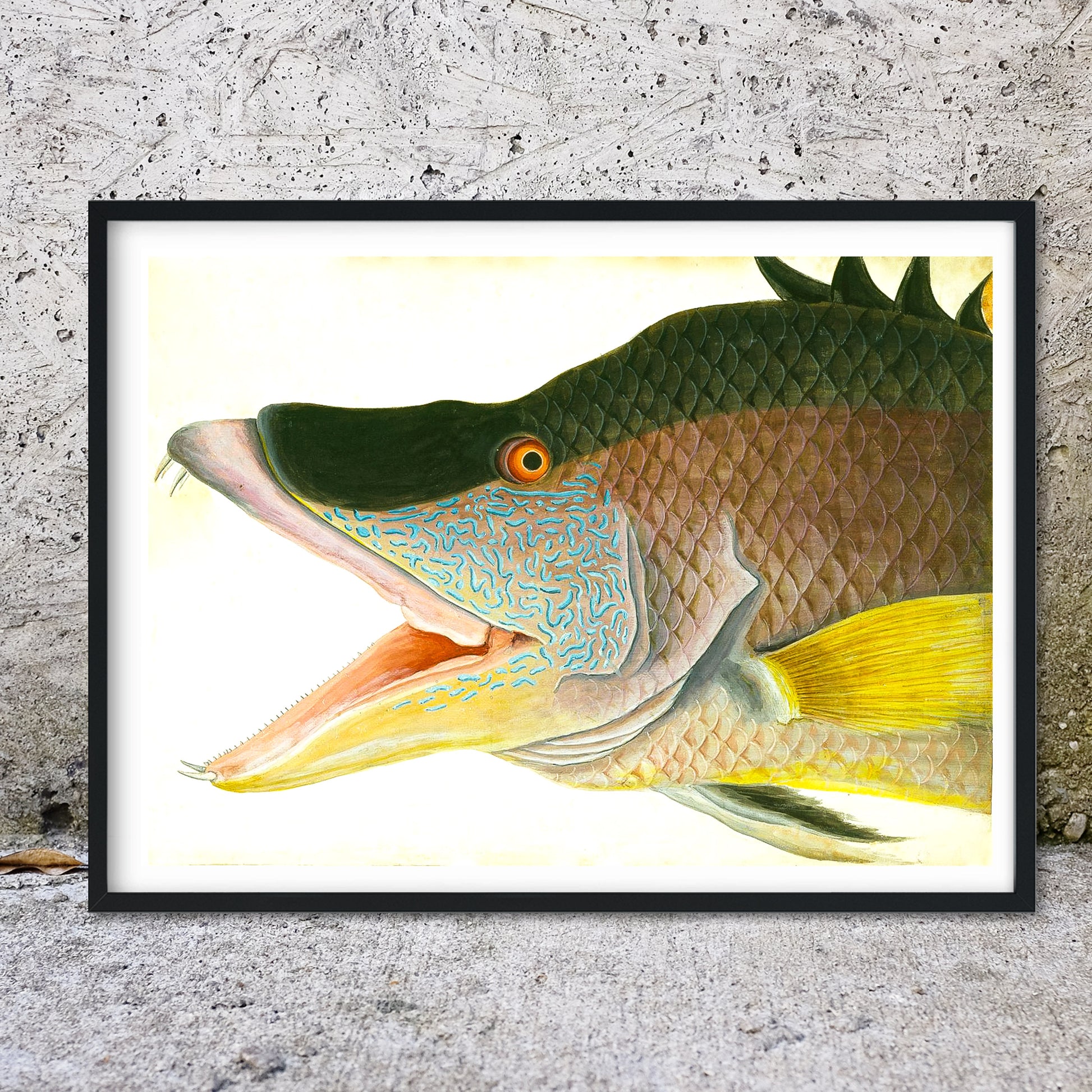 Hogfish tropical fish illustration print Vintage Animal Prints