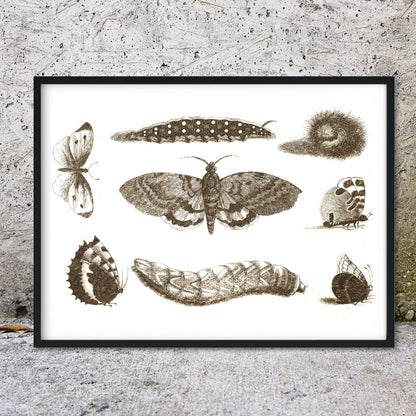 Butterfly life cycle scientific illustration print Vintage Animal Prints