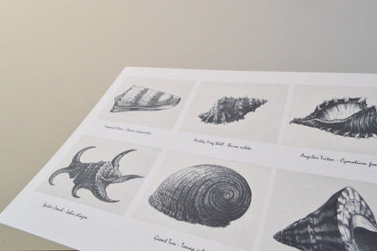 Framed vintage seashell poster, seashells shell print shell prints