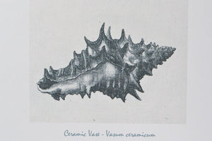 Nautical Antique Shell print, vintage seashell drawing shell prints