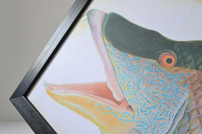 Framed Bright coloured Fish Print, vintage fish illustration print