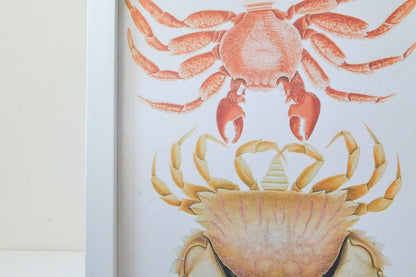 Framed Antique Crab Print, Nature scientific drawing crab illustration poster