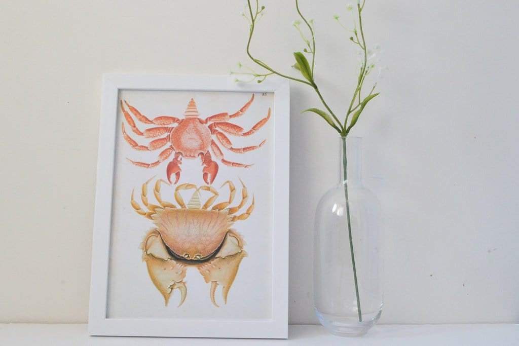 Framed Antique Crab Print, Nature scientific drawing crab illustration poster