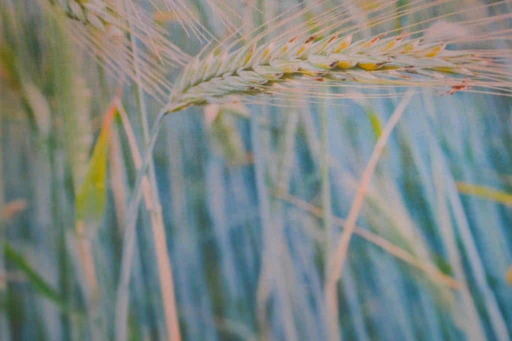 Close up green wheat print, minimalist botanical print