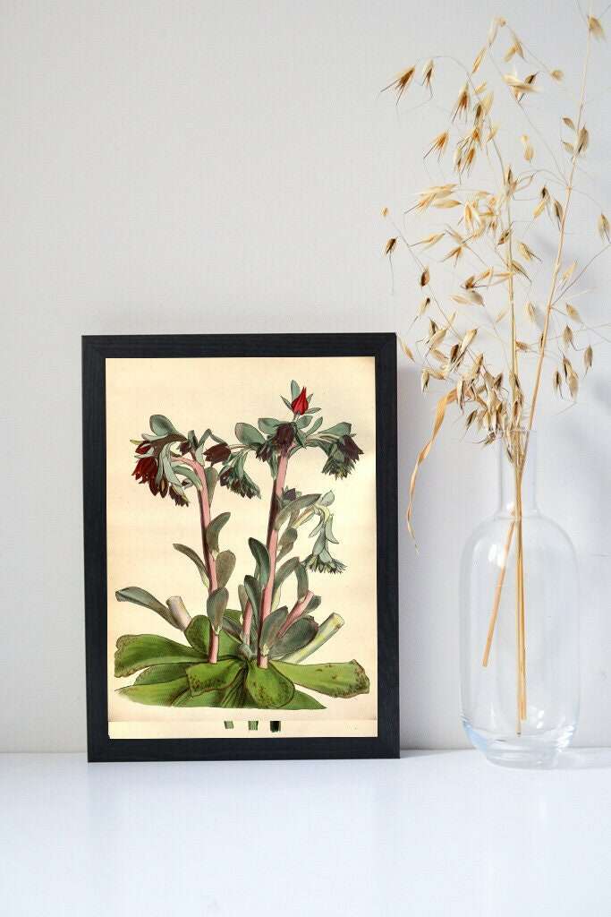 Antique Succulent Flower Print- Echiverria Botanical print