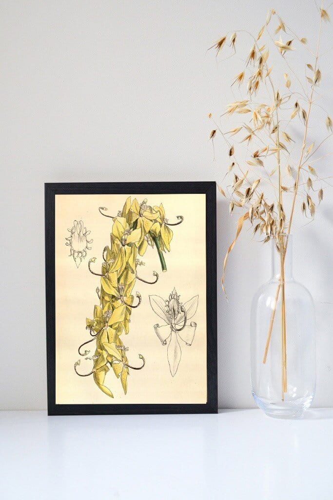 Orchid Yellow Flower Art, Framed antique Botanical Prints botanical print