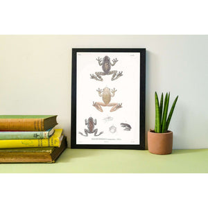Antique Tree Frog Print, Framed scientific biology drawing Vintage Animal Prints