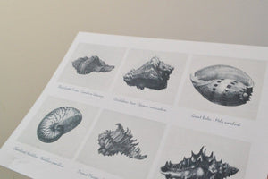 Framed Nautical Antique Shell print, seashells print shell prints
