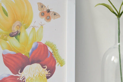 Framed Antique Banana Flower Print Botanical Wall Art Print
