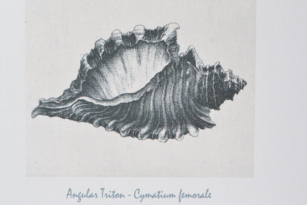 Triton shell print antique seashell poster shell prints