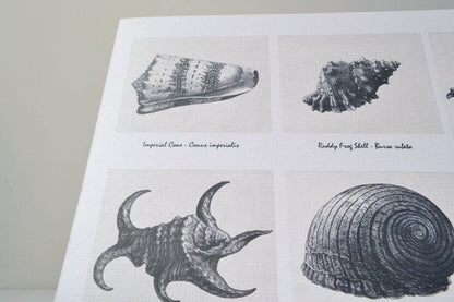 Framed vintage seashell poster, seashells shell print shell prints