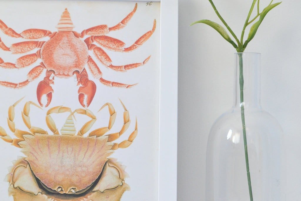 Framed Antique Crab Print, Nature scientific drawing crab illustration poster