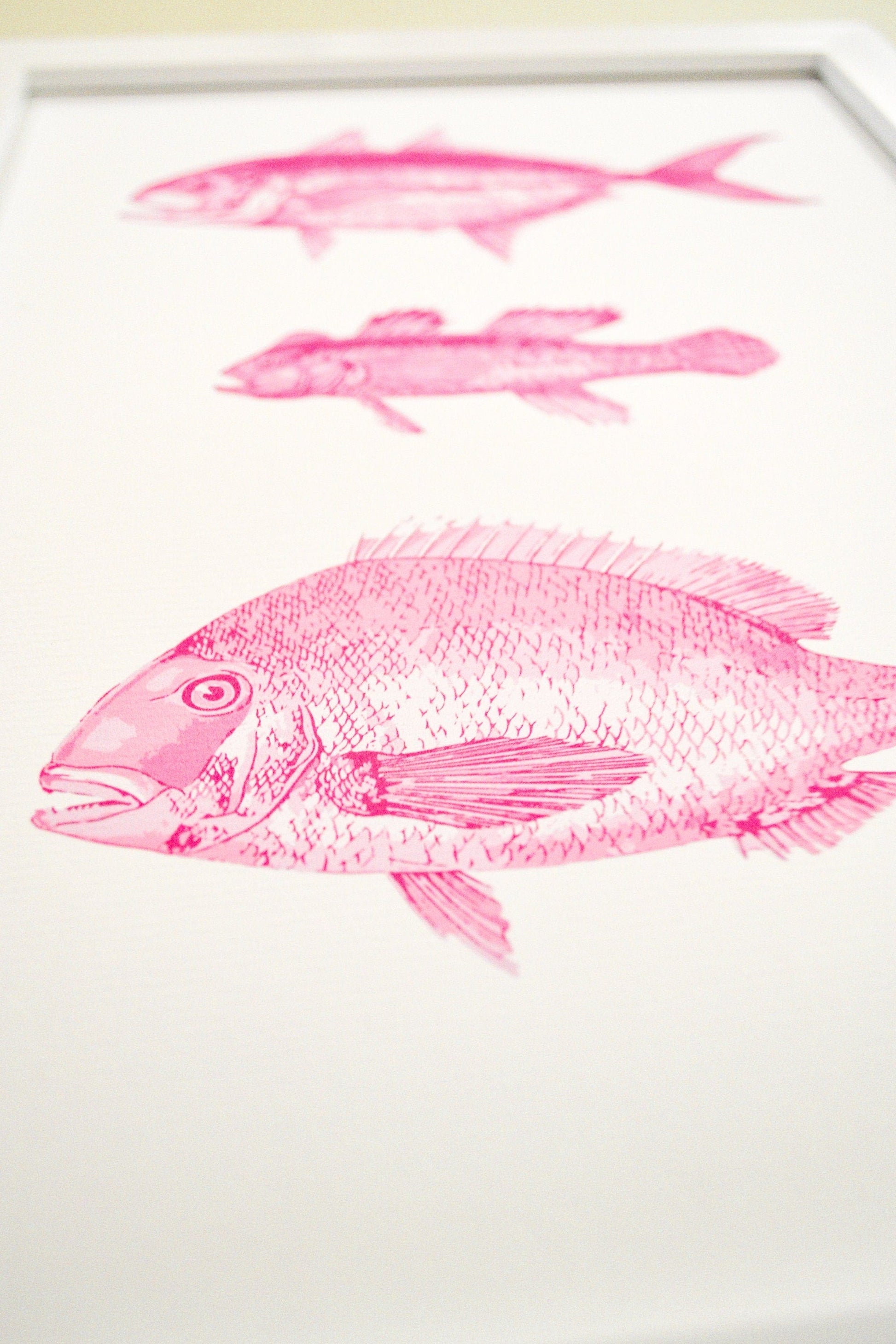 Pink Antique Fish Print, scientific drawing fish Poster, Pink fish Print