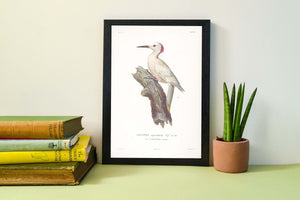 Tropical Bird Print, Woodpecker print bird wall art