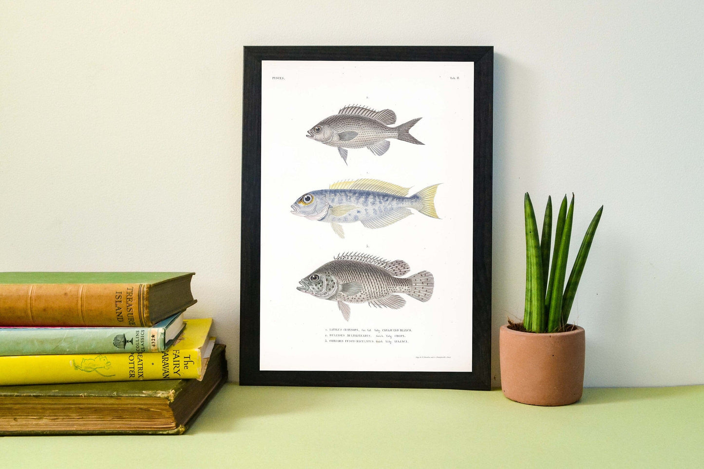 Antique Fish Print, Framed scientific fish posters Vintage Animal Prints
