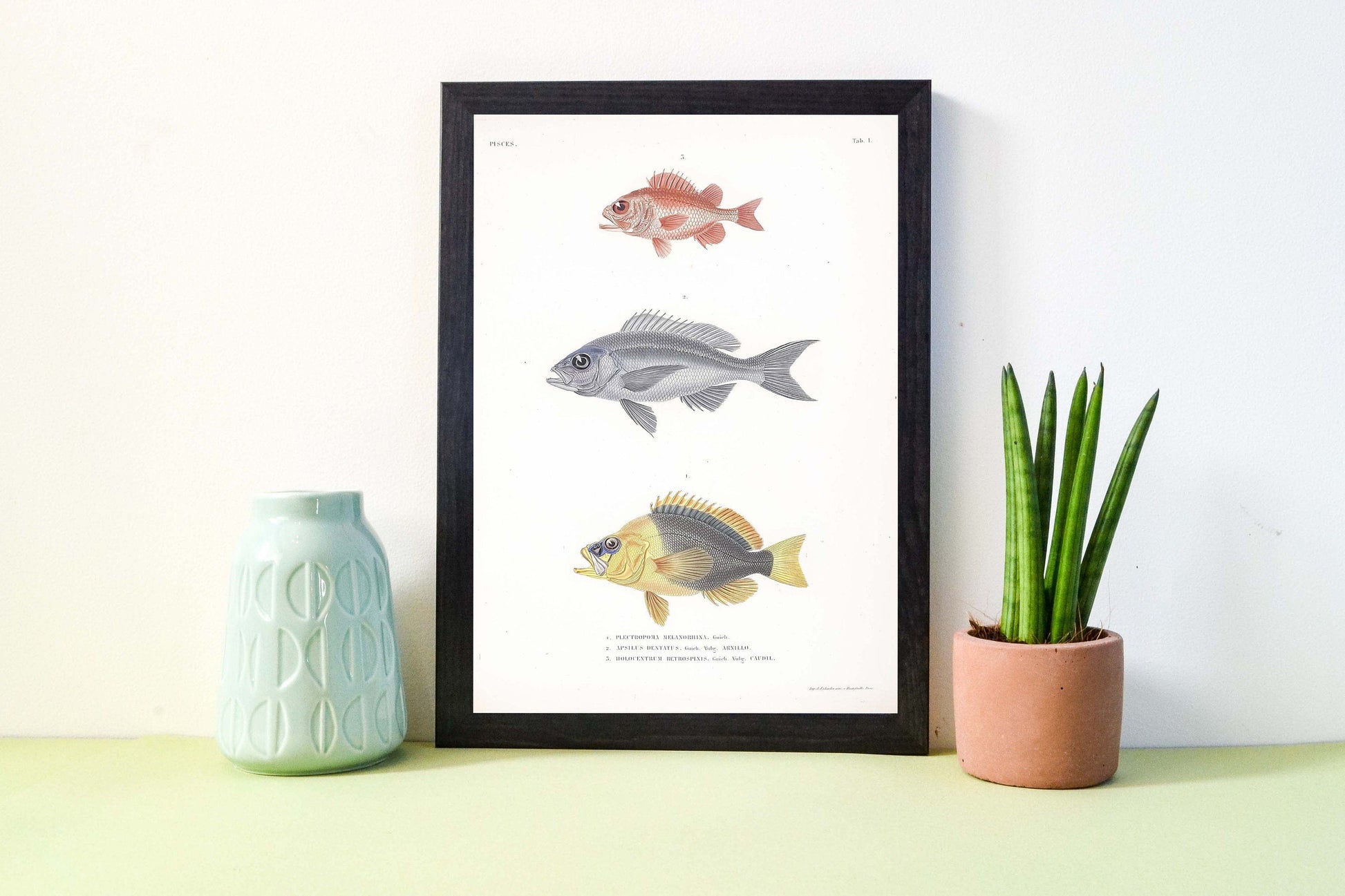 Framed Antique Fish Print, Scientific biology fish illustration Poster Wall Art, vintage tropical fish Print Vintage Animal Prints