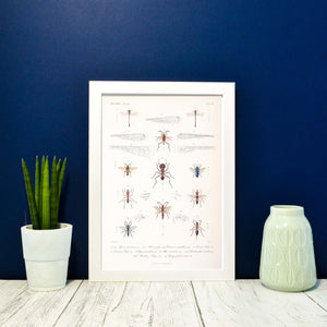 Framed Vintage insect Print, Natural history scientific biology ant Poster, ant Wall Art Print, insect wall art print