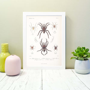 Spider vintage natural history scientific print