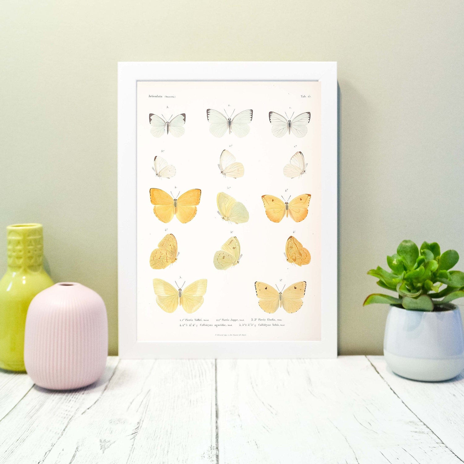 Vintage Butterfly Print in Frame, Natural history scientific biology butterflies Poster, butterfly Wall Art Print, insect print