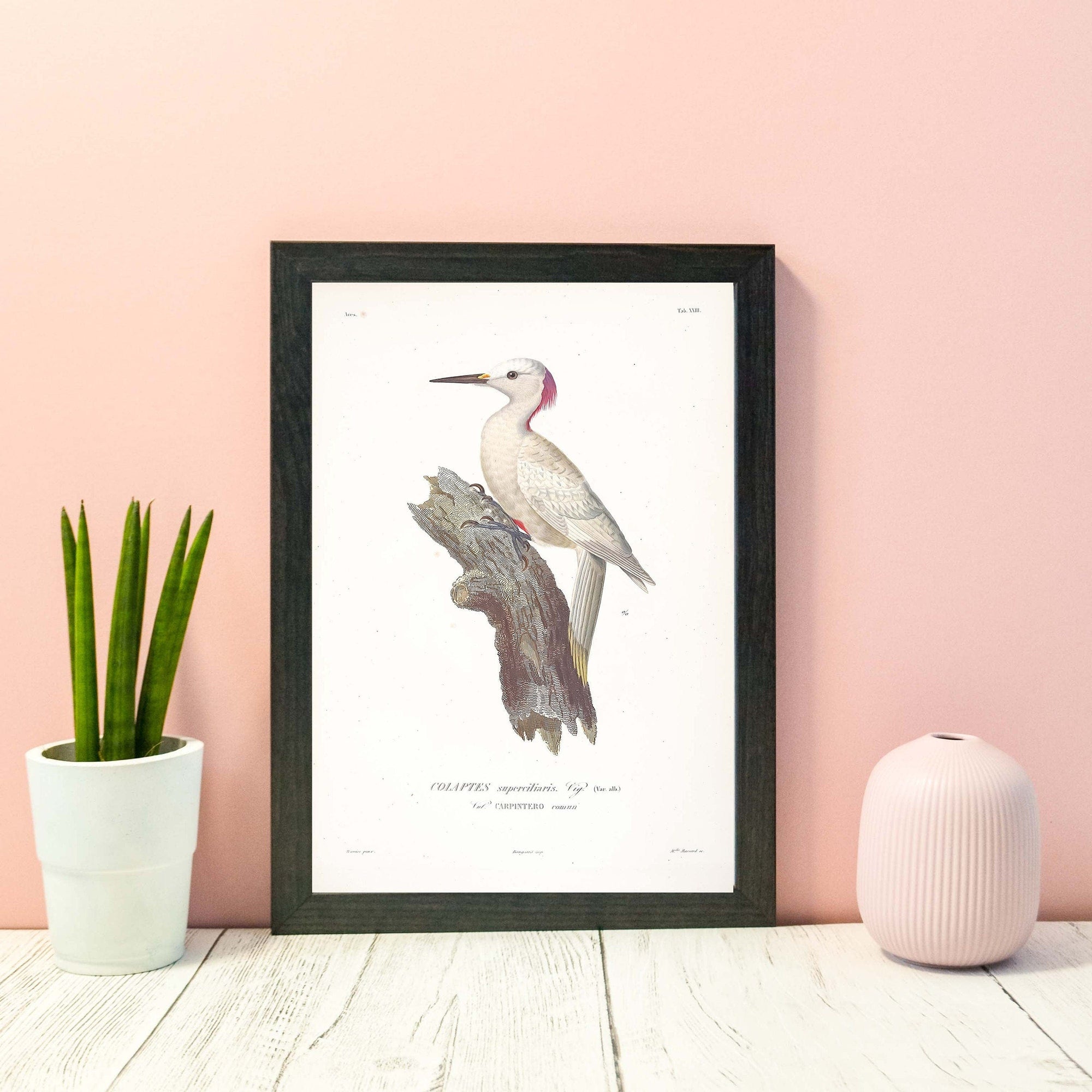 Tropical Bird Print, Woodpecker print bird wall art