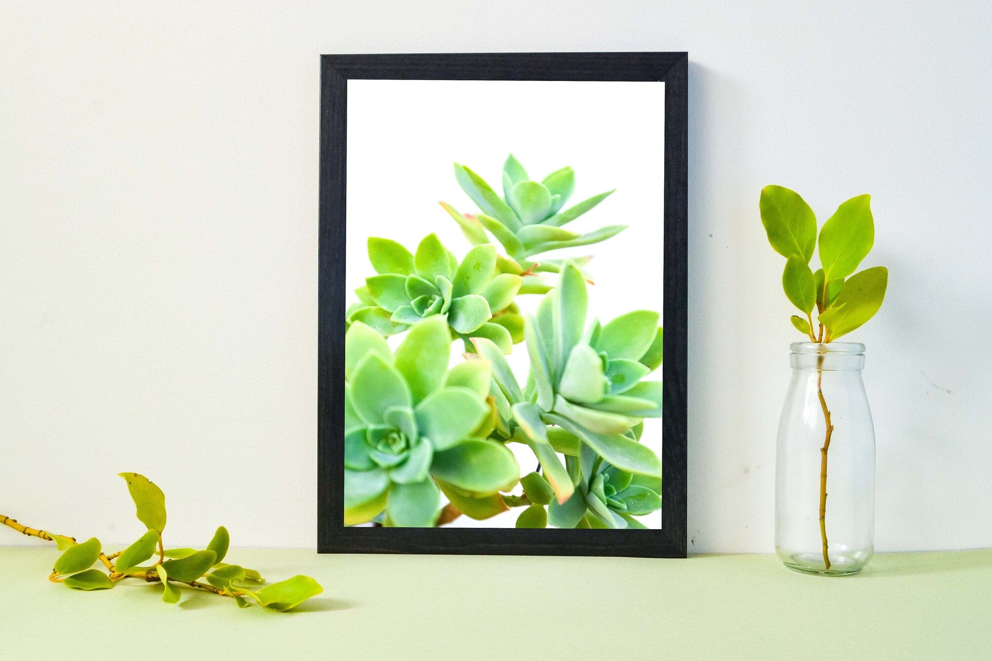 Cactus Print, Succluent print Sedum photography Framed print 3 Photography Prints