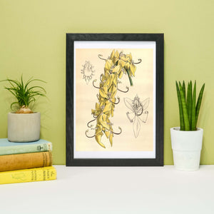 Antique Orchid Flower Print- Framed Botanical Naturalist scientific drawing study tropical plant Wall Art Print A4, A3, A2