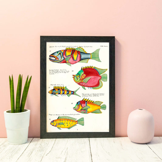 Framed Antique Fish Print, 1754 tropical fish poster