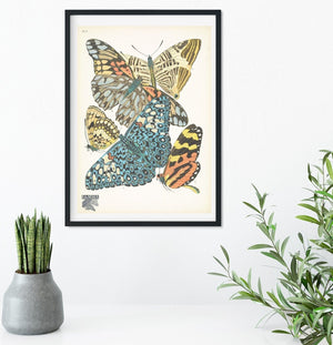 Framed Vintage Butterfly Print, Natural history butterflies Poster, butterfly Wall Art Print 14 of 16 A5 A4, A3, A2 Vintage Animal Prints