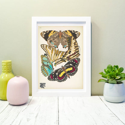 Framed Vintage Butterfly Print, Natural history butterflies Poster, butterfly Wall Art Print 15 of 16 A5 A4, A3, A2