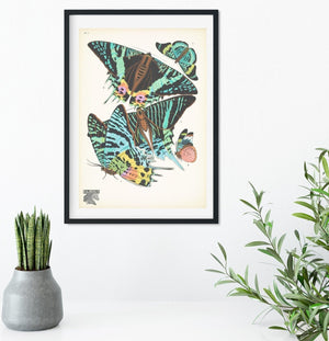 Natural history butterflies print 16 of 16