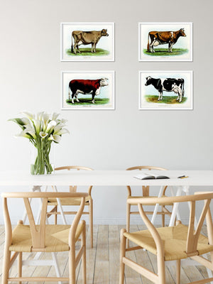 Framed Hereford cow Prints, framed cattle print , vintage animal prints Vintage Animal Prints